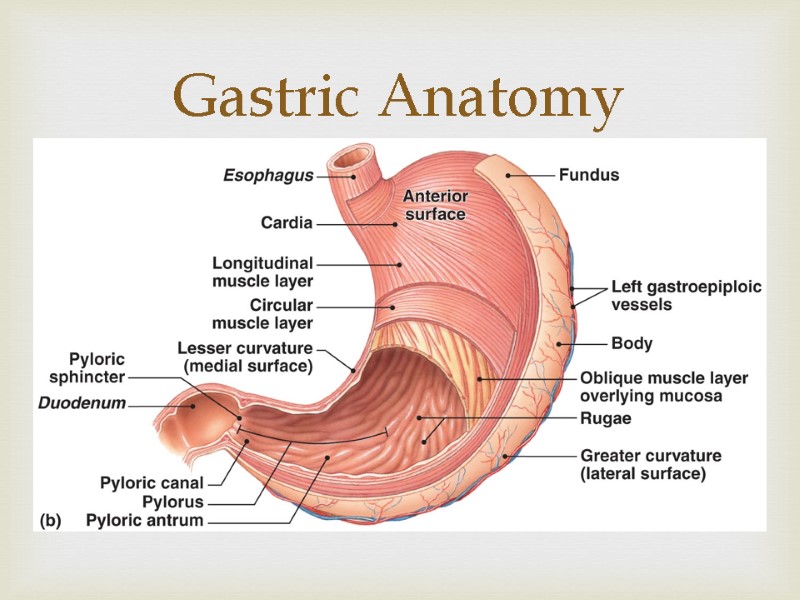 Gastric Anatomy